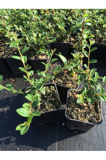 Кизильник Даммера Корал Б`юті саджанці Р9