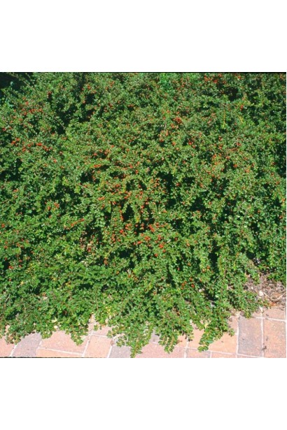 Кизильник гібридний Корал Б`юті грунтопокривна рослина