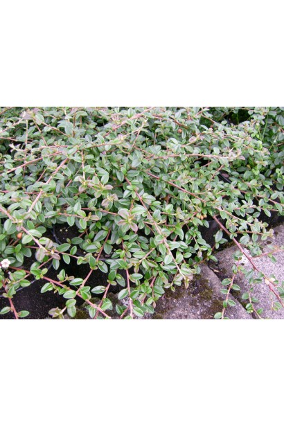 Кизильник Корал Б`юті довгі дугоподібні пагони