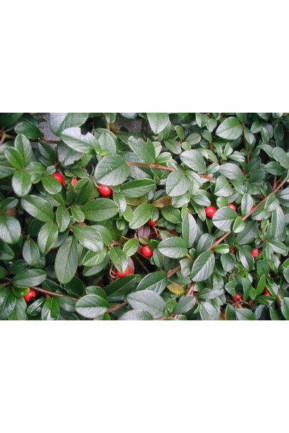 Темно-зелене блискуче листя кизильника Корал Б`юті