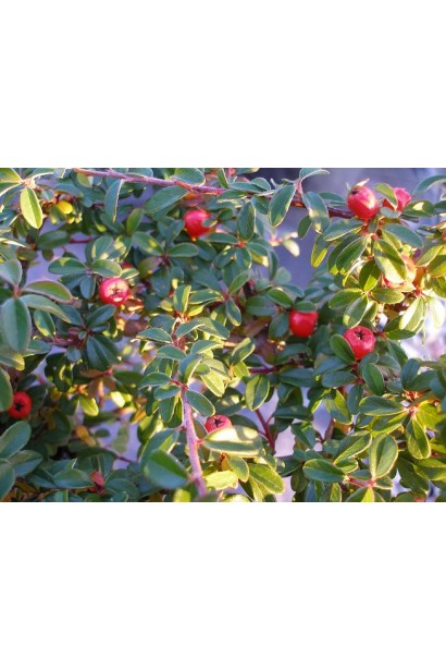Cotoneaster x suecicus / dammeri Coral Beauty