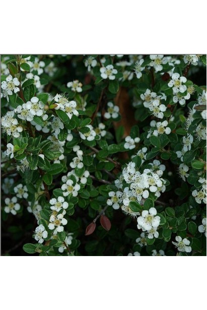 Кизильник Даммері Корал Б`юті цвітіння