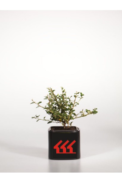 Кизильник Корал Б`юті в контейнері 0,5 л