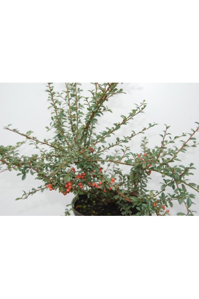 Кизильник Coral Beauty