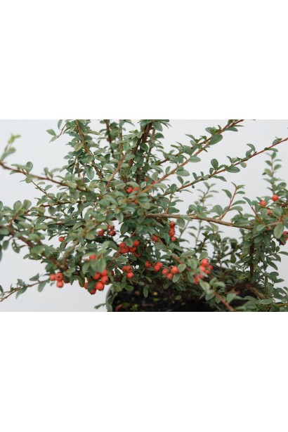 Кулясті декоративні ягоди Кизильника Корал Б`юті