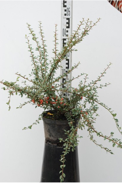 Кизильник Корал Б`юті контейнер 3 л 30-50 см