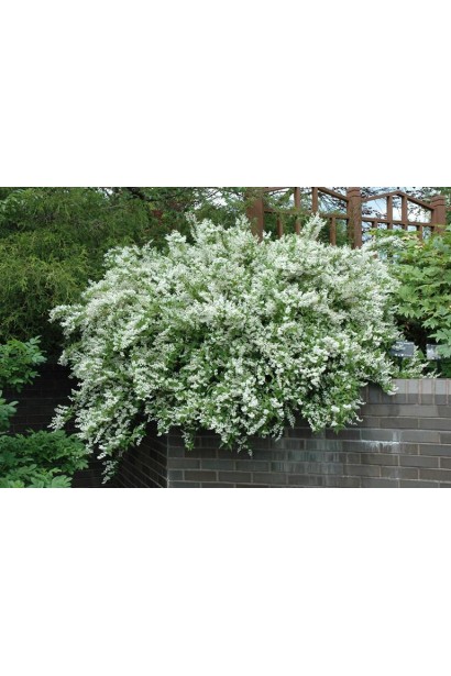 Дейція витончена ландшафтний дизайн