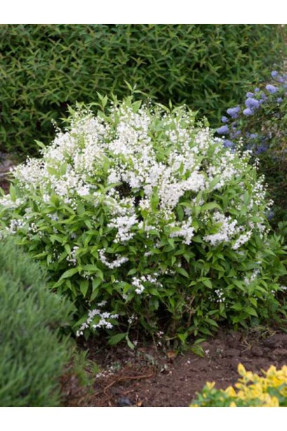 Дейція витончена в ландшафті