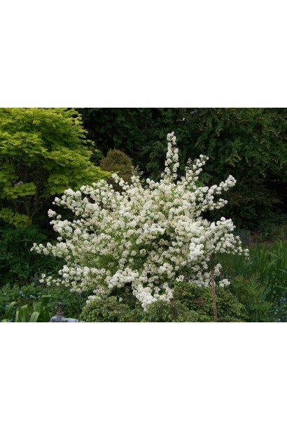 Дейція витончена квітучий розлогий кущ