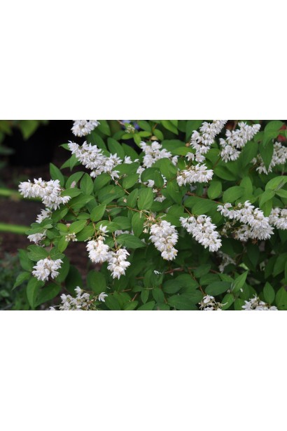 Дейція витончена білі суцвіття