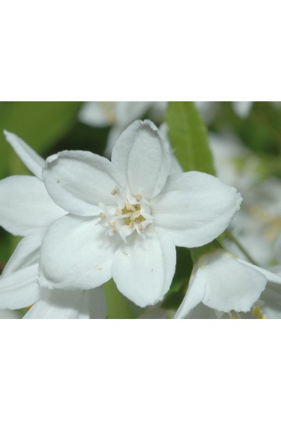 Дейція витончена білі квіти