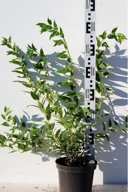 Дейція витончена саджанець в горщику 5 л