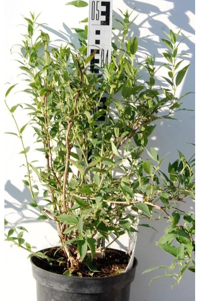 Дейція витончена С3 30-50 см