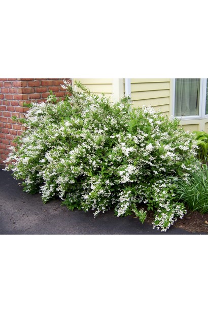 Дейція витончена біла