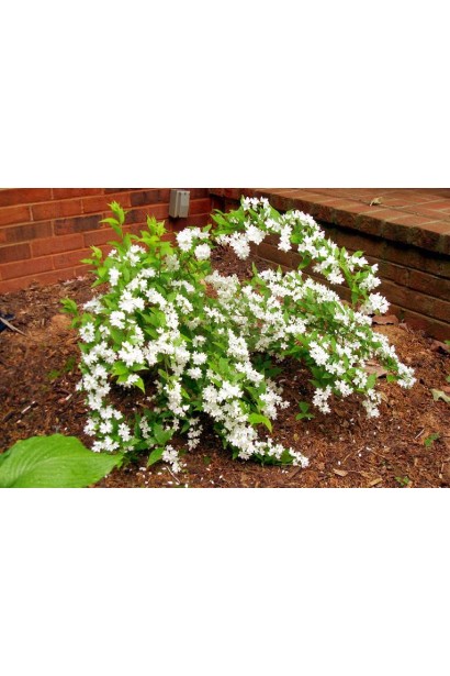 Дейція біла