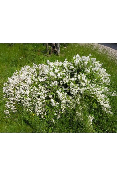 Дейція витончена