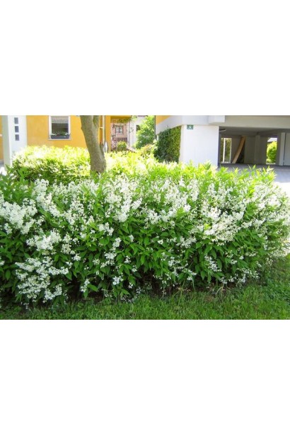 Дейція витончена висаджування групами