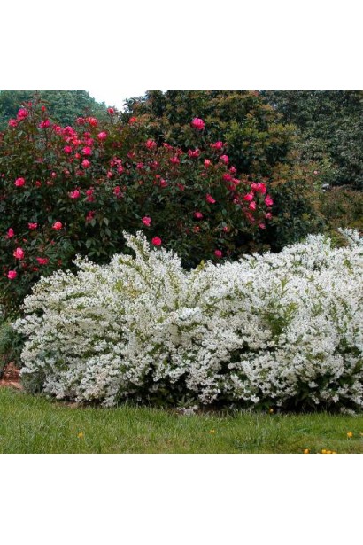 Дейція витончена ландшафтний дизайн