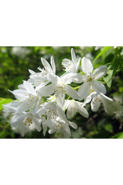 Deutzia gracilis