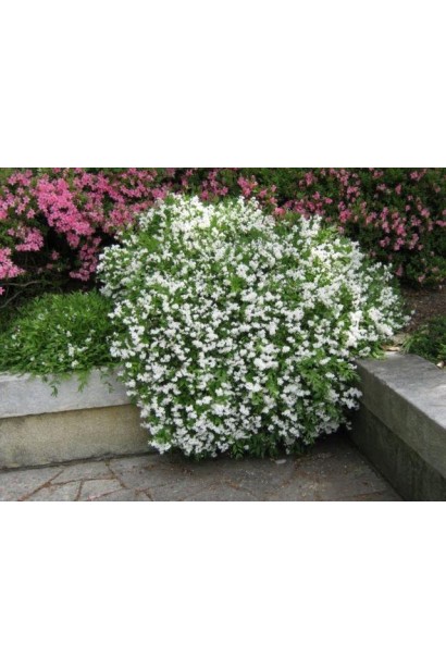 Дейція витончена на клумбі