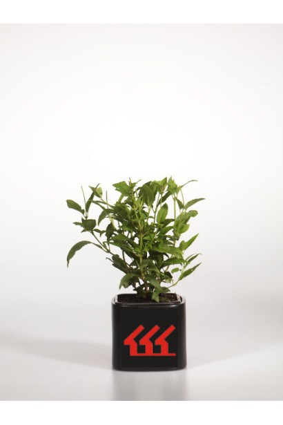 Дейція витончена контейнер Р9