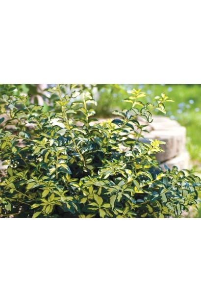 Бруслина Форчуна Блонді в ландшафті