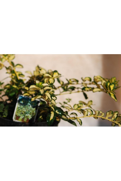  Euonymus fortunei Blondy / Interbolwi