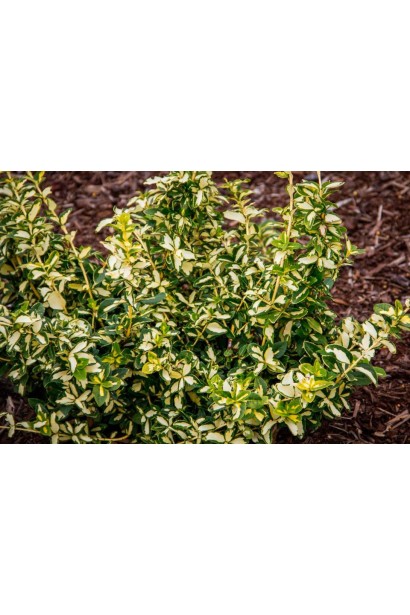 Бруслина Форчуна Блонді грунтопокривна рослина