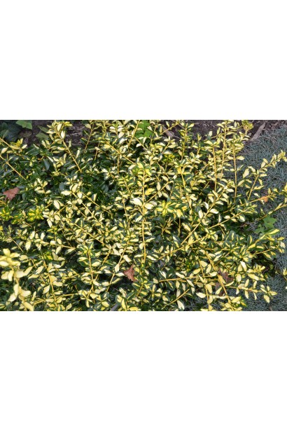 Бруслина Форчуна Блонді зелене листя з блідо-жовтими плямами