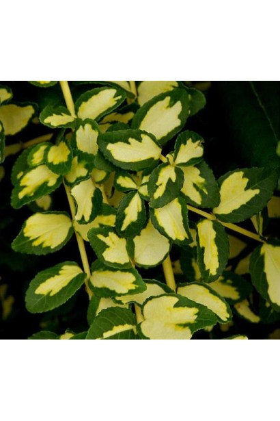 Строкате листя бруслини форчуна Блонді