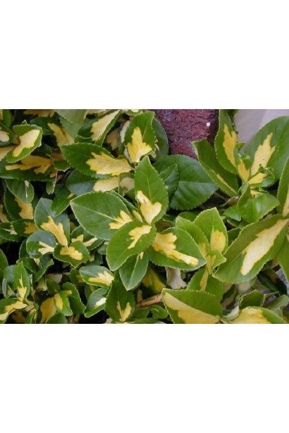 Бруслина Форчуна Блонді / Інтерболві 