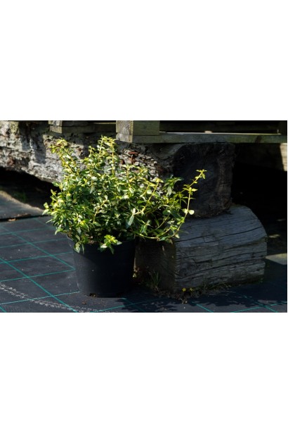 руслина Форчуна Інтерболві горщик 5 л