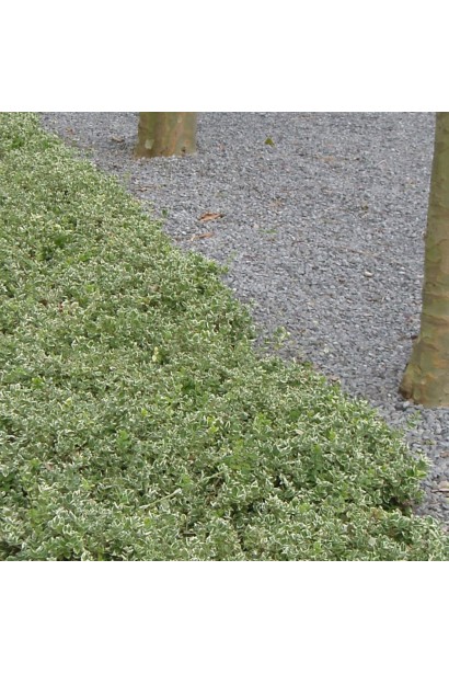 Ветви бересклета Форчуна Арлекин укоренены в землю