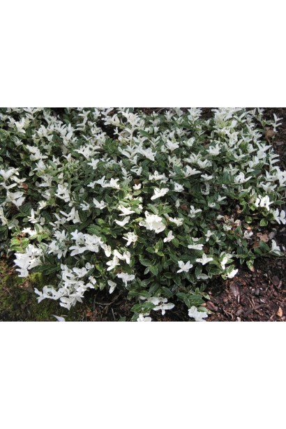 Берескет Форчуна Арлекин белые молодые приросты