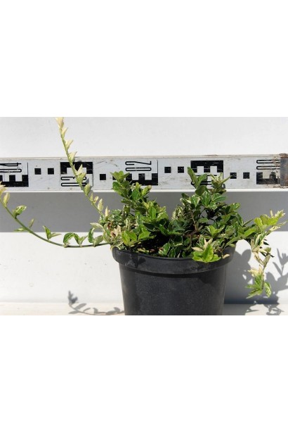 Берескет Форчуна Арлекин в горшке диаметр 25-30 см