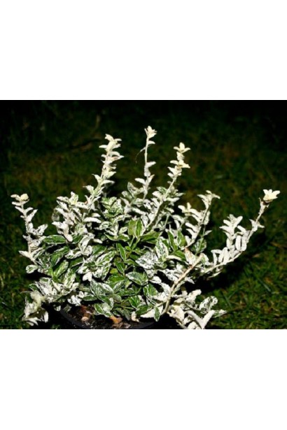 Euonymus fortunei Harlequin