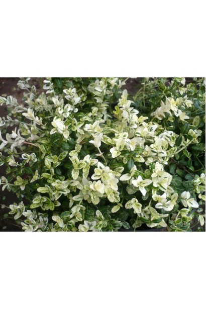 Берескет форчуна Harlequin пестрые листья