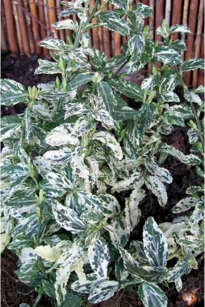 Берескет форчуна цвет листья