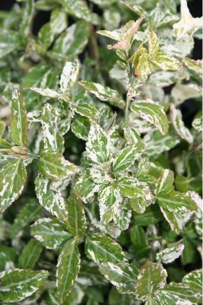 Брюхлина Арлекин зеленые листья с белыми вкраплениями