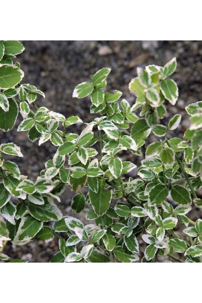 Бруслина Форчуна Арлекин