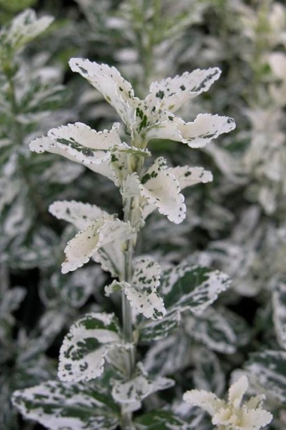 Берескет Форчуна Арлекин