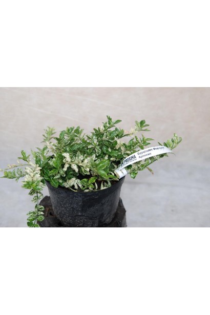 Бересклет Арлекин в контейнере 3 л