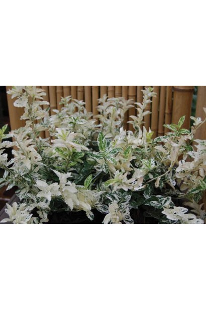 Берескет Harlequin пятнистые листья