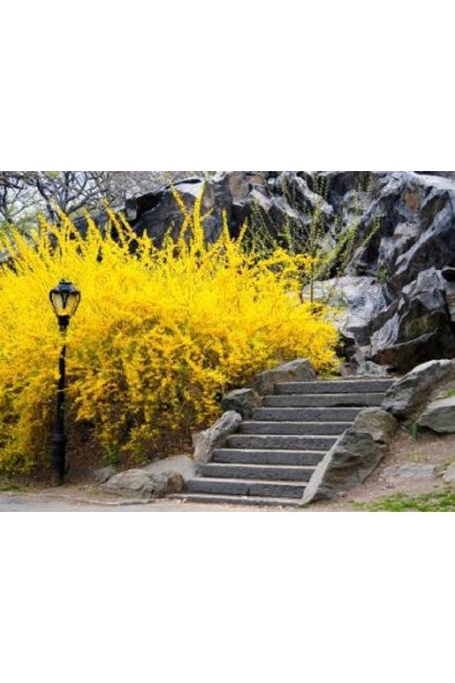 Весняна палітра з форзицією Golden Times у ландшафті.