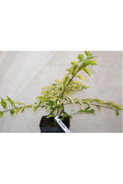 Форзиція Голден Таймс