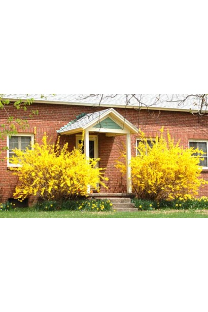 Форзиція середня Голден Таймс