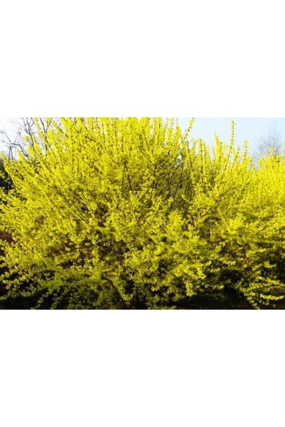 Декоративна форзиція Голден Таймс як яскравий акцент у саду.