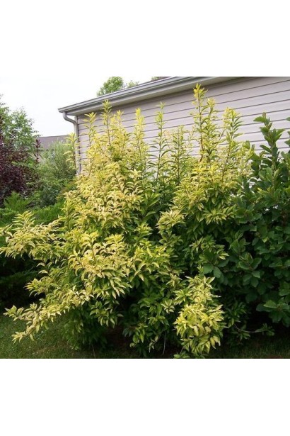 Декоративна форзиція Голден Таймс як яскравий акцент у саду.