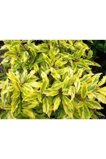 Форзиція Голден Таймс із яскраво-жовтими квітами та строкатим листям.