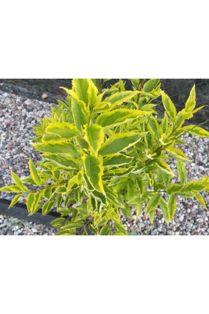 Листя форзиції Голден Таймс з жовто-зеленим візерунком.